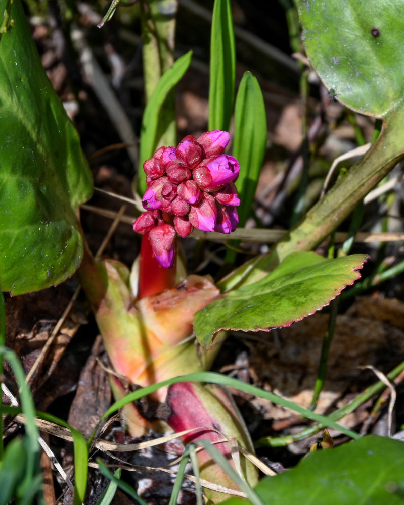 Изображение особи Bergenia crassifolia.