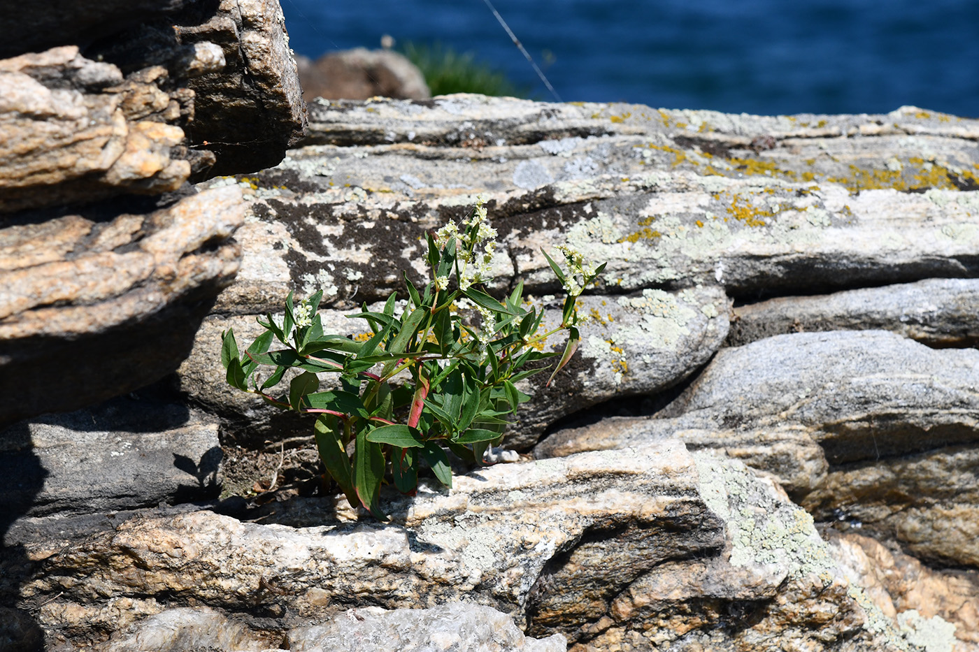 Изображение особи Aconogonon ocreatum var. riparium.