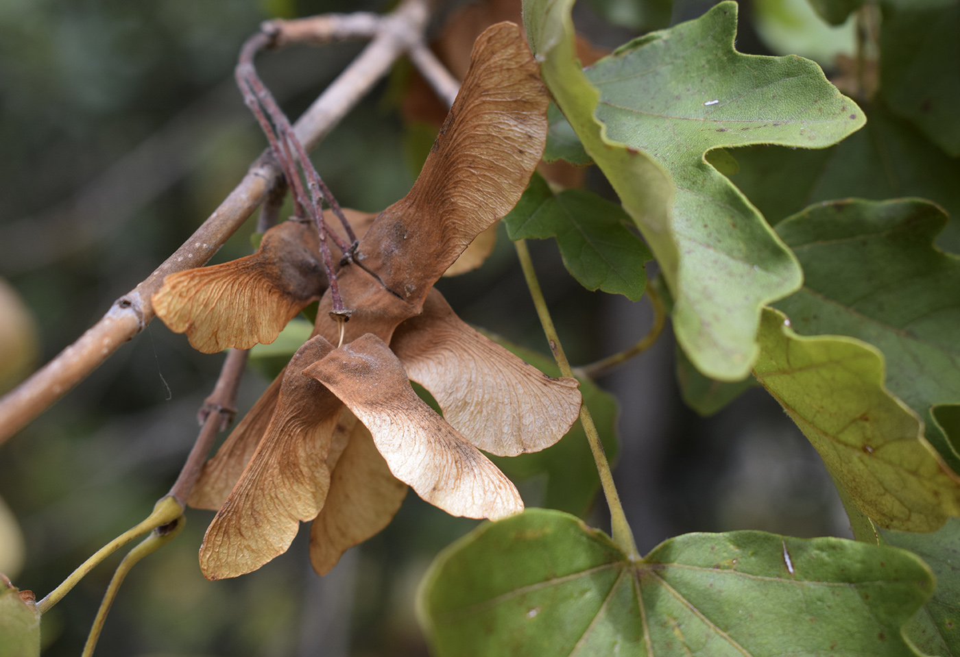 Image of Acer campestre specimen.