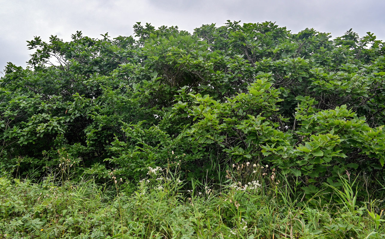 Image of Quercus crispula specimen.