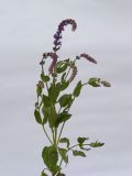 Salvia nemorosa