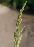 genus Beckmannia