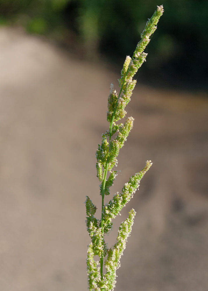 Image of genus Beckmannia specimen.