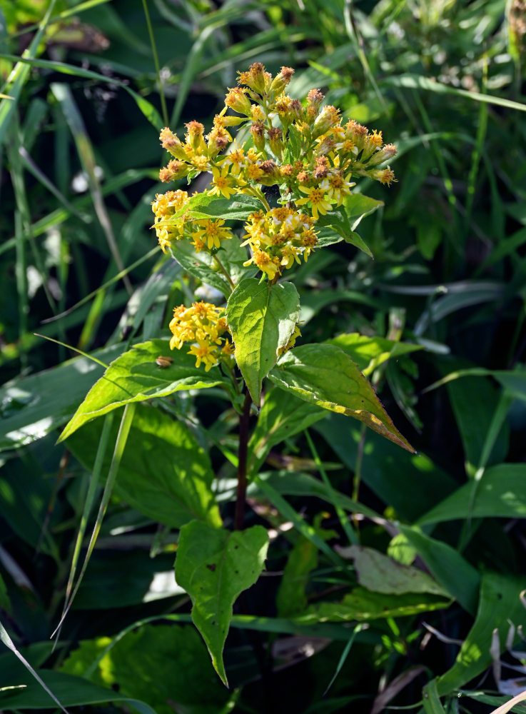 Изображение особи Solidago virgaurea ssp. dahurica.