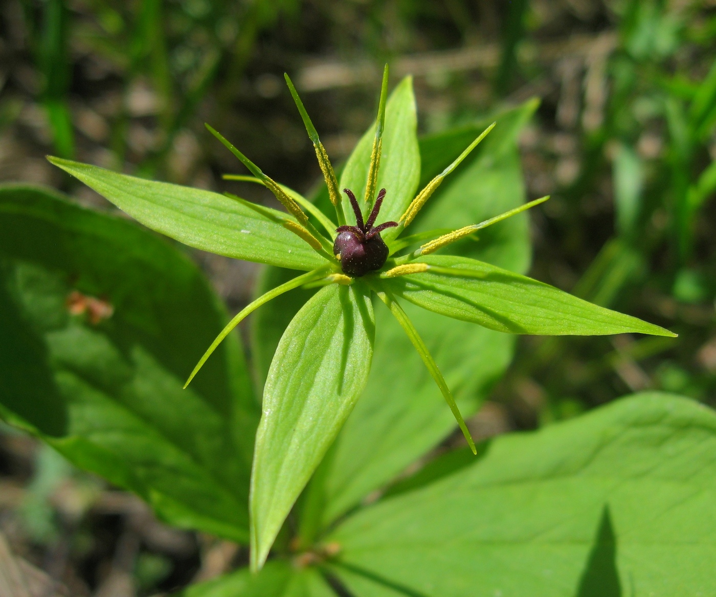 Image of Paris quadrifolia specimen.