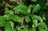 род Salix