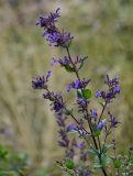 Nepeta grandiflora. Верхушка побега с соцветиями. Чечня, Итум-Калинский р-н, ур. Цой-Педе, ≈ 1200 м н.у.м., каменистый участок лугового склона. 27.06.2022.