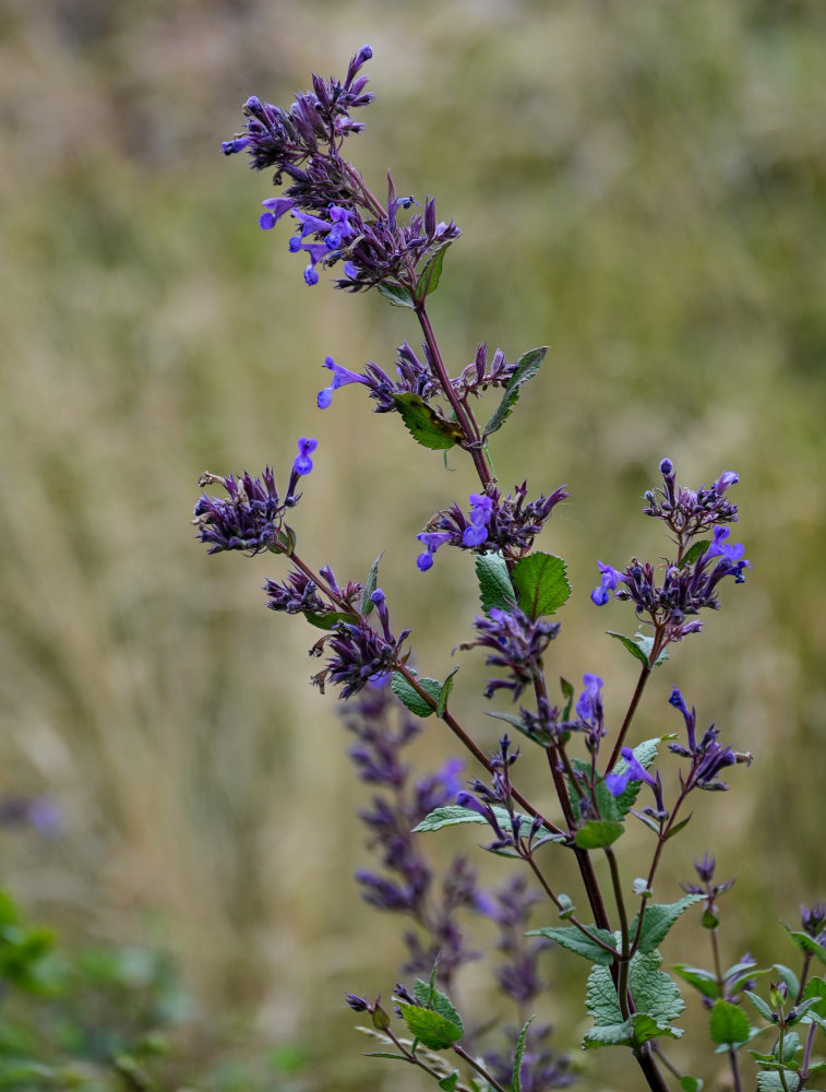 Изображение особи Nepeta grandiflora.