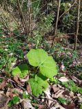 Petasites albus. Вегетирующие и плодоносящие растения. Краснодарский край, городской округ Сочи, Хостинский р-н, Мацестинский лесопарк, широколиственный лес. 25.02.2024.