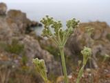 Pimpinella tragium. Верхушка побега с бутонизирующим соцветием. Крым, Керченский п-ов, Приазовье, берег Азовского моря, на каменной глыбе. 25.06.2018.