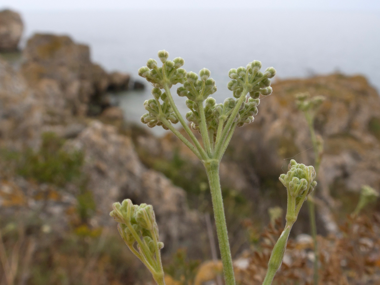 Image of Pimpinella tragium specimen.