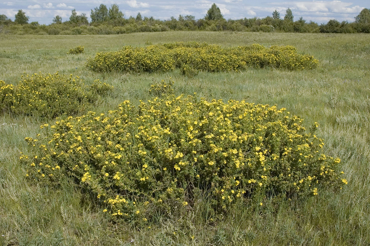 Image of Dasiphora fruticosa specimen.