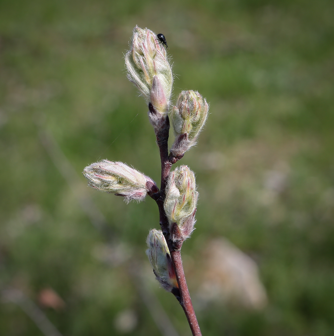 Image of genus Amelanchier specimen.