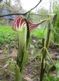 Arisaema triphyllum. Верхушка цветоноса с соцветием и покрывалом. Московская обл., Щёлковский р-н, в культуре. 10.05.2024.