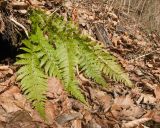 Polystichum braunii