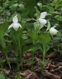 Cypripedium macranthos