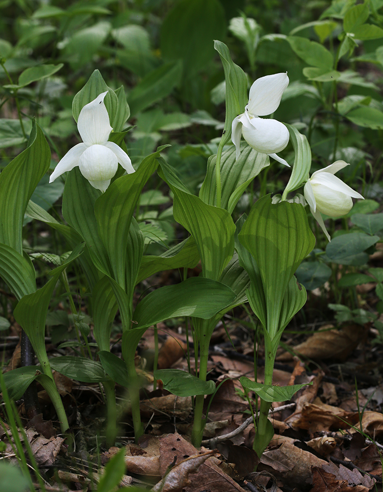 Изображение особи Cypripedium macranthos.
