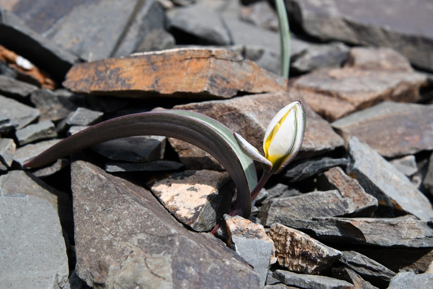 Image of Tulipa regelii specimen.