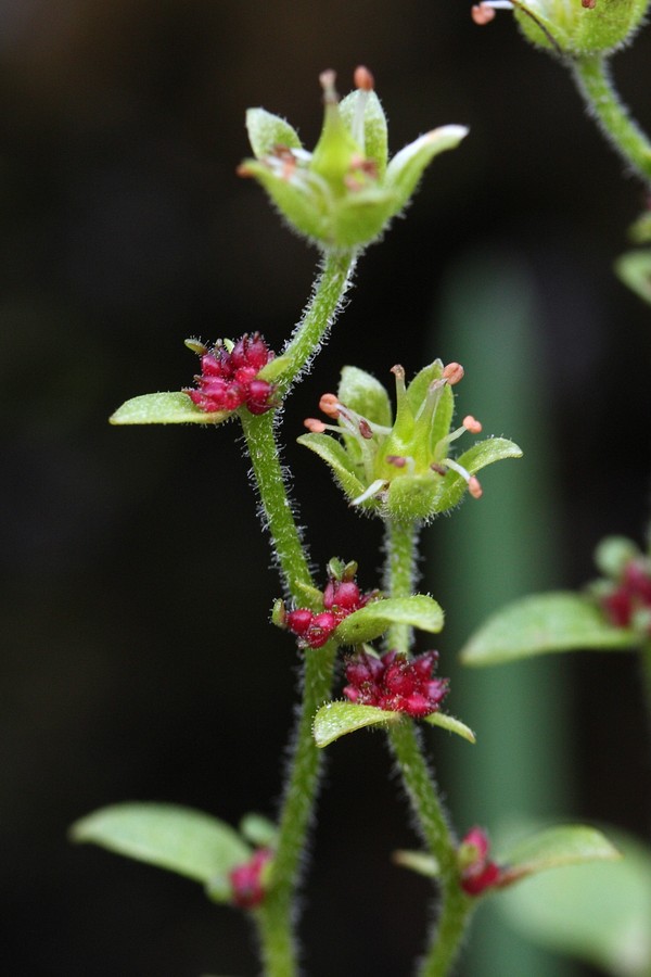 Изображение особи Saxifraga cernua.