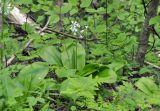 Clintonia udensis