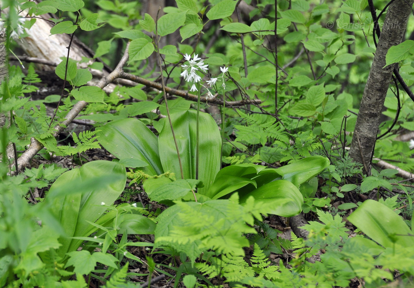 Изображение особи Clintonia udensis.