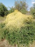 род Cuscuta