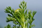 Matricaria discoidea