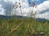 Allium vodopjanovae