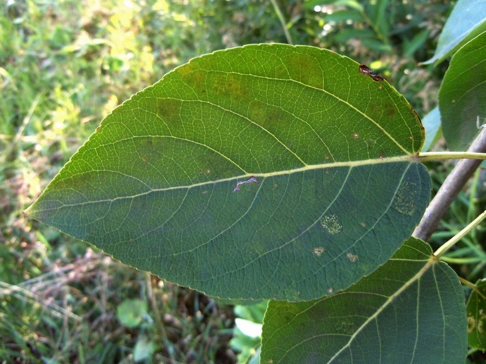 Image of Populus woobsti specimen.