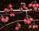 genus Crataegus. Ветви с соплодиями. Узбекистан, г. Ташкент, Ботанический сад им. Ф.Н. Русанова, в культуре. 18.11.2024.