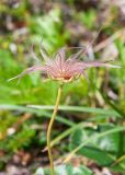 Sieversia pentapetala