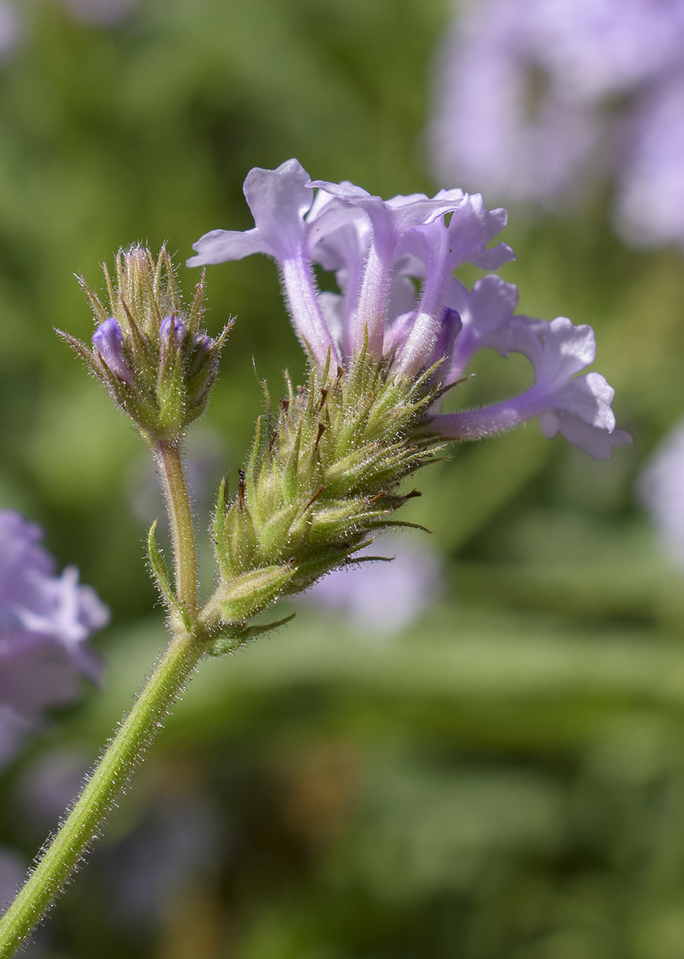 Изображение особи Verbena rigida.