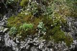 Saxifraga cartilaginea