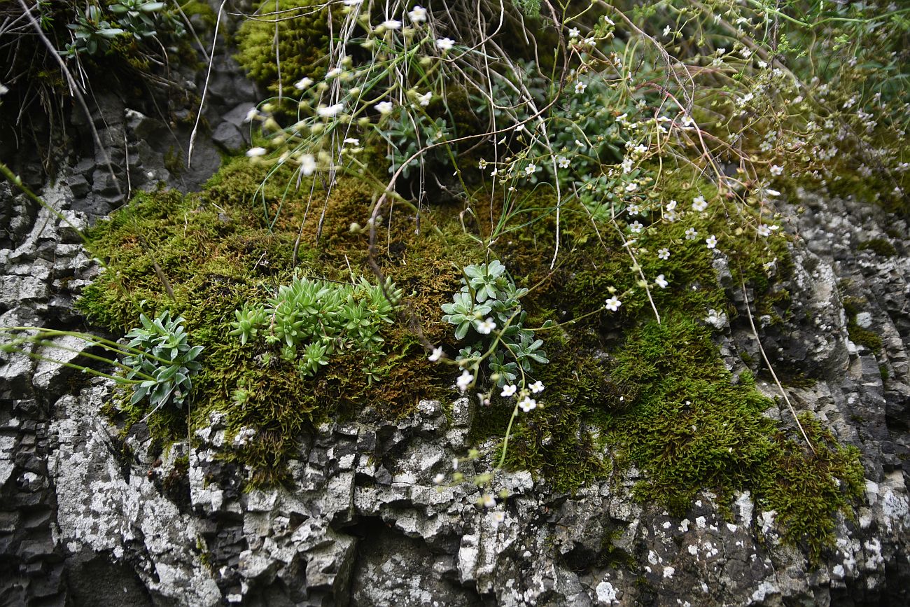 Image of Saxifraga cartilaginea specimen.