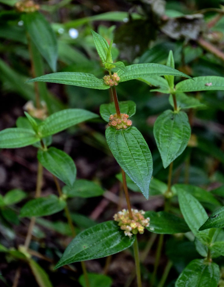 Изображение особи Gonostegia hirta.