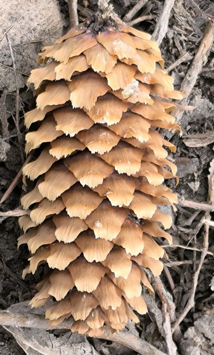 Image of Picea pungens f. glauca specimen.