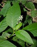 Phytolacca americana. Верхушка цветущего растения. Краснодарский край, Адлерский р-н, Краснополянский поселковый округ, горнолыжный курорт \"Роза Хутор\", экотропа, широколиственный лес. 10.09.2023.