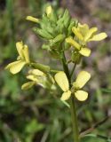 Erysimum canescens