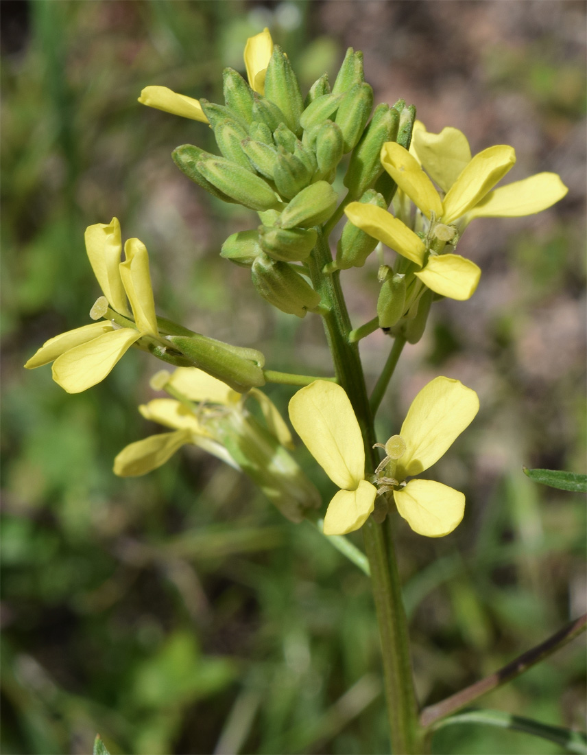 Изображение особи Erysimum canescens.