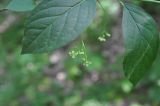 Euonymus latifolius