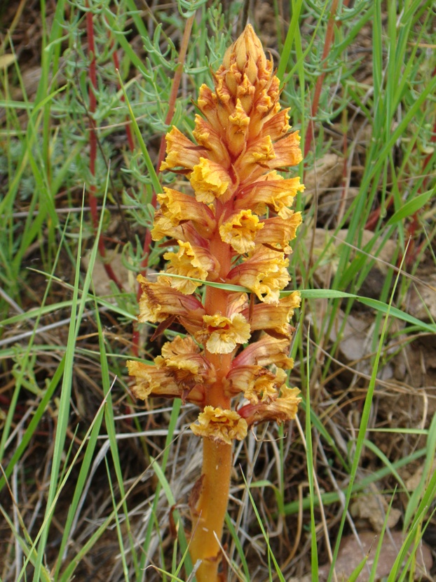 Image of genus Orobanche specimen.