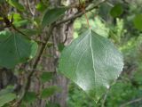 genus Populus
