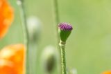 genus Papaver