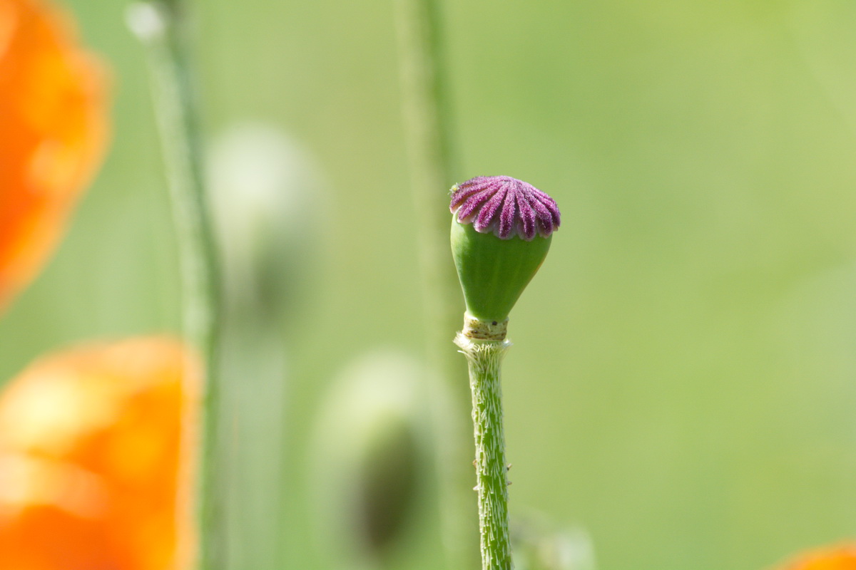 Image of genus Papaver specimen.