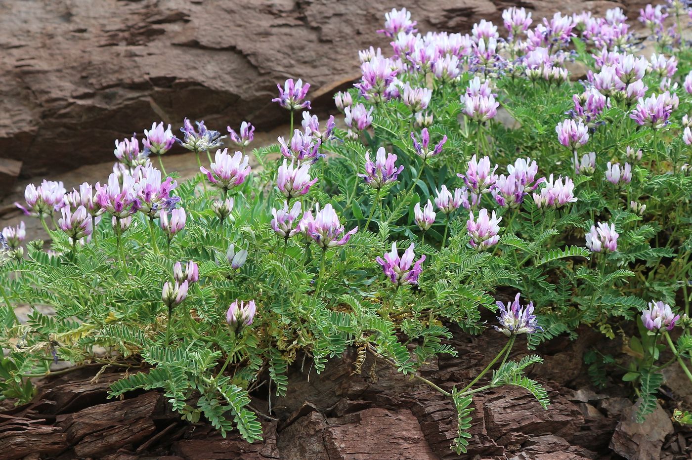 Изображение особи Astragalus onobrychis.