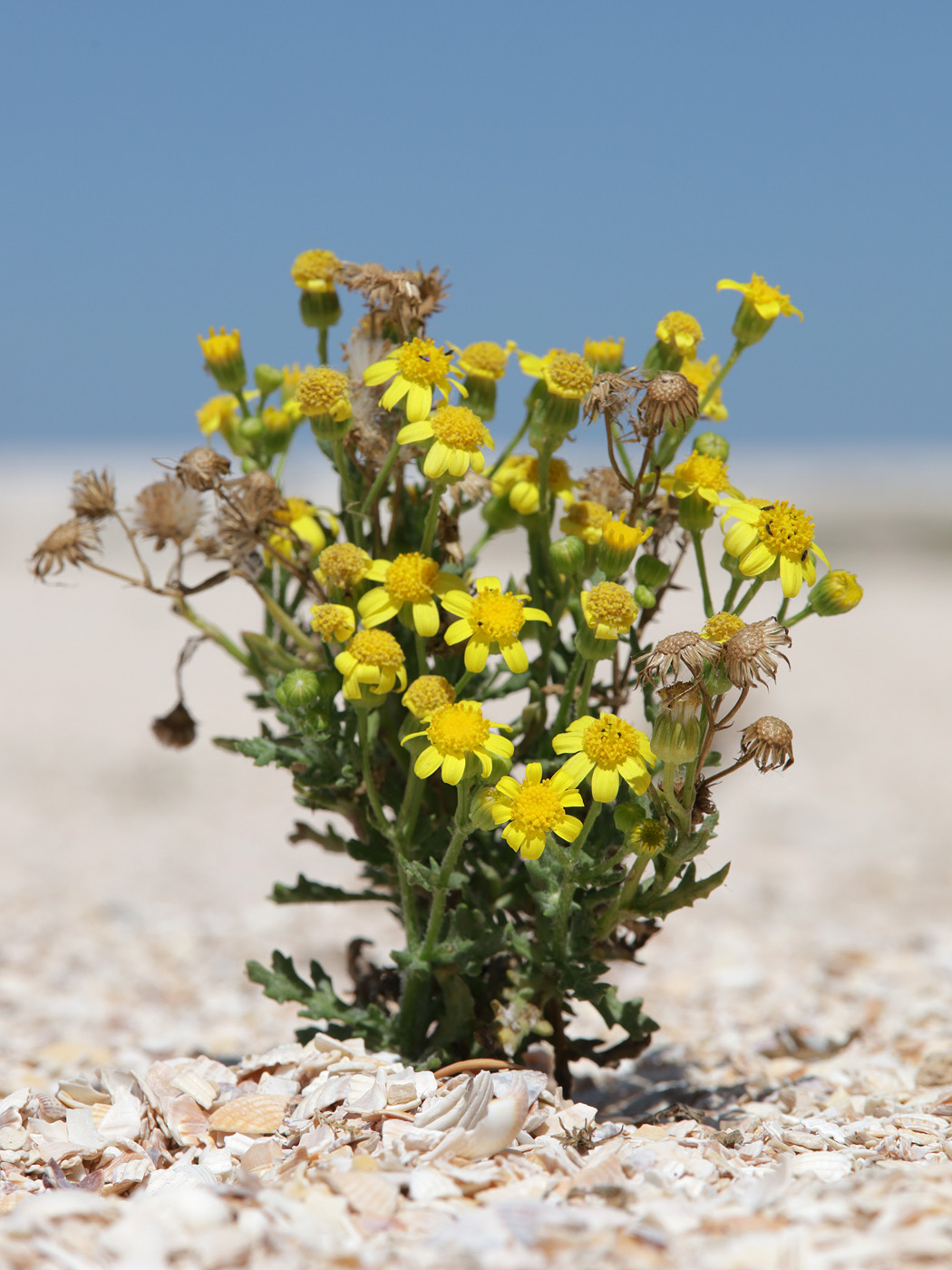 Image of Senecio noeanus specimen.