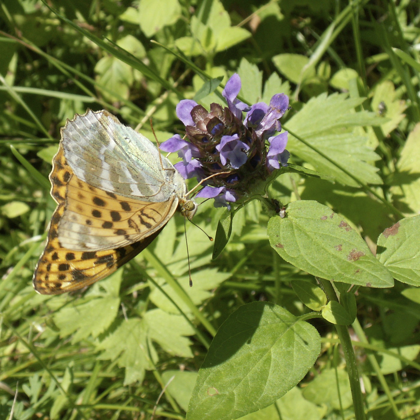Image of Prunella vulgaris specimen.