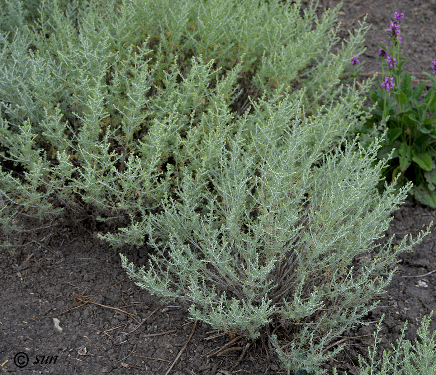 Изображение особи Artemisia abrotanum.