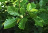 Quercus mongolica