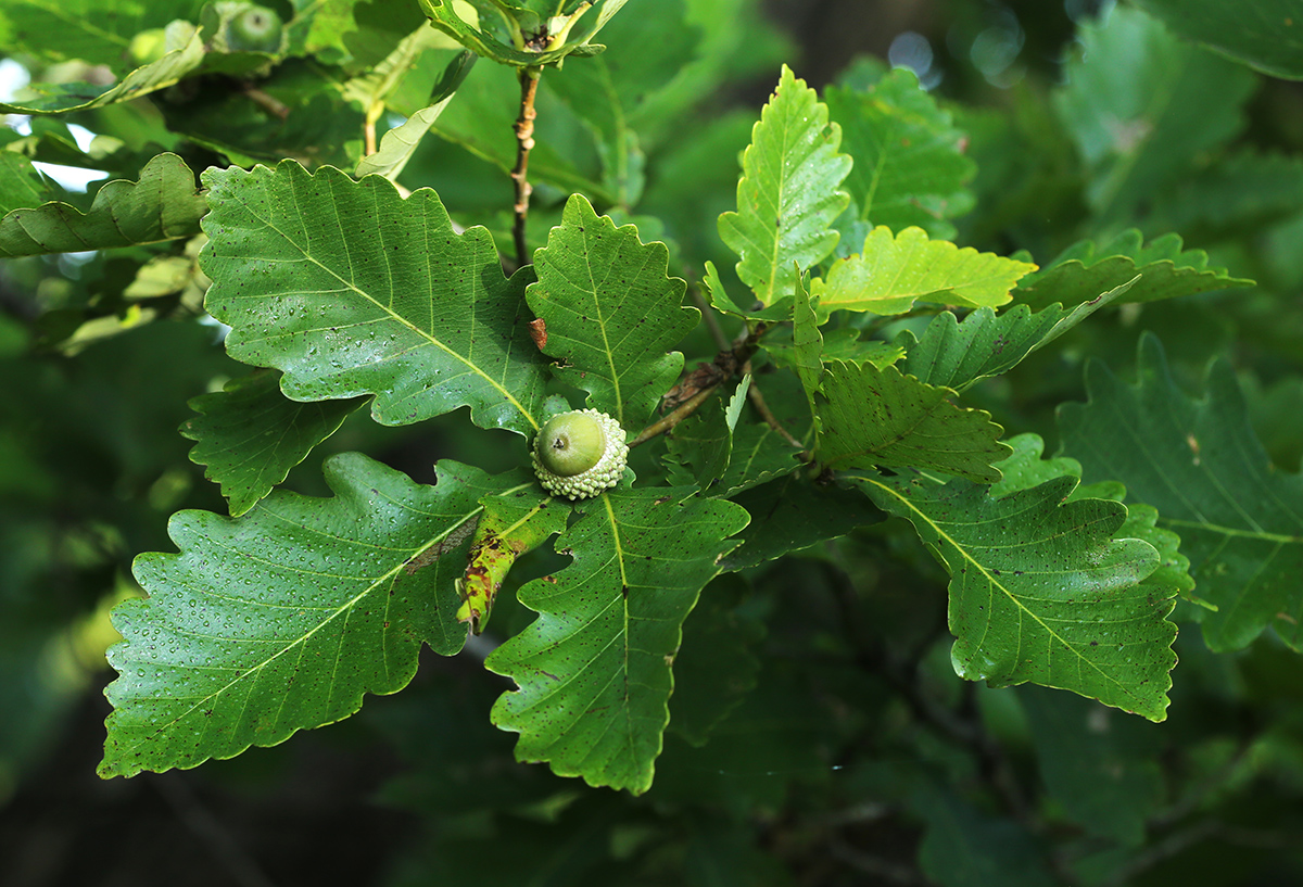 Image of Quercus mongolica specimen.
